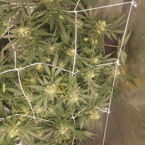 Green Cush growlog timeline photo
