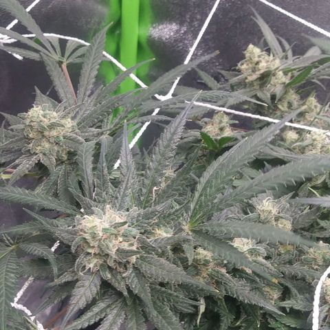 Green Cush growlog timeline photo