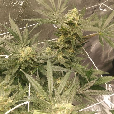 Green Cush growlog timeline photo