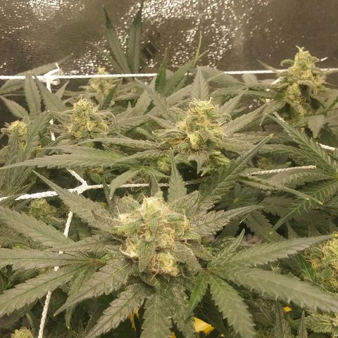 Green Cush growlog timeline photo