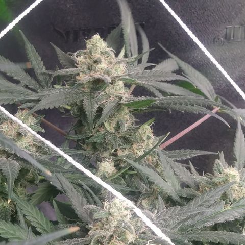 Green Cush growlog timeline photo