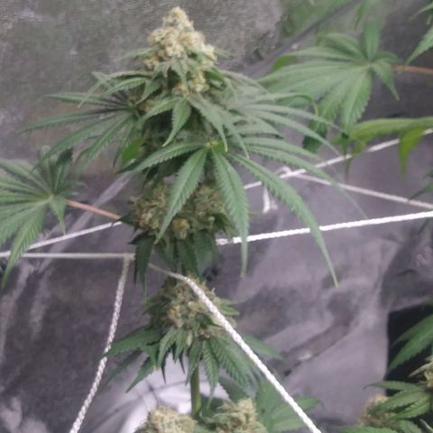 Pineapple Express growlog timeline photo