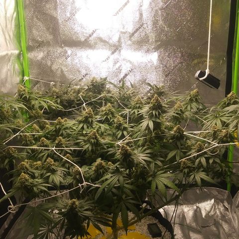 Pineapple Express growlog timeline photo