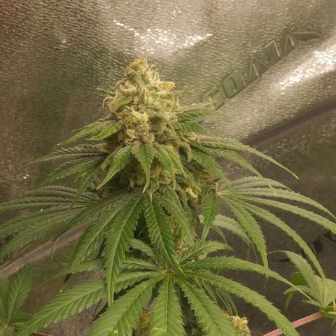 Pineapple Express growlog timeline photo