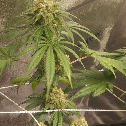 Pineapple Express growlog timeline photo