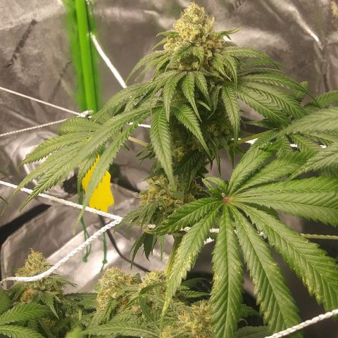Pineapple Express growlog timeline photo