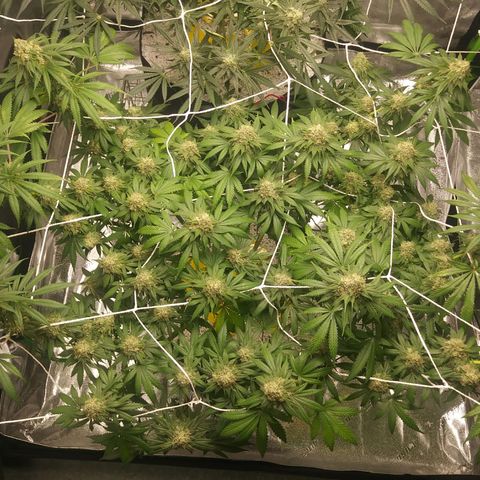 Pineapple Express growlog timeline photo