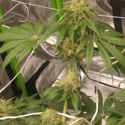 Pineapple Express growlog timeline photo