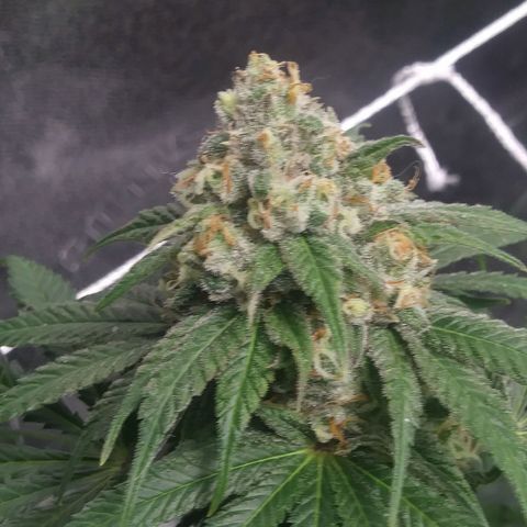 Pineapple Express growlog timeline photo