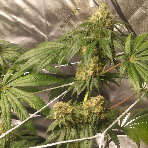 Pineapple Express growlog timeline photo