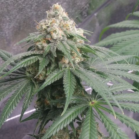 Pineapple Express growlog timeline photo