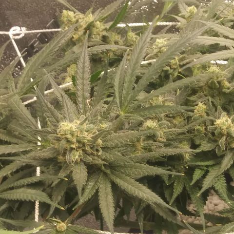 Green Cush growlog timeline photo