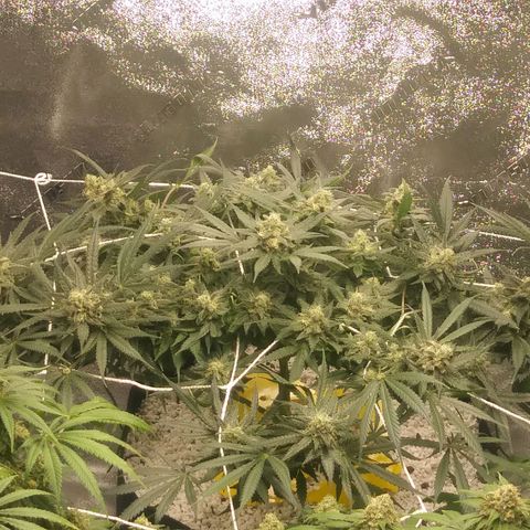 Green Cush growlog timeline photo