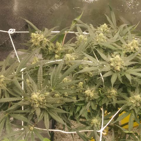 Green Cush growlog timeline photo