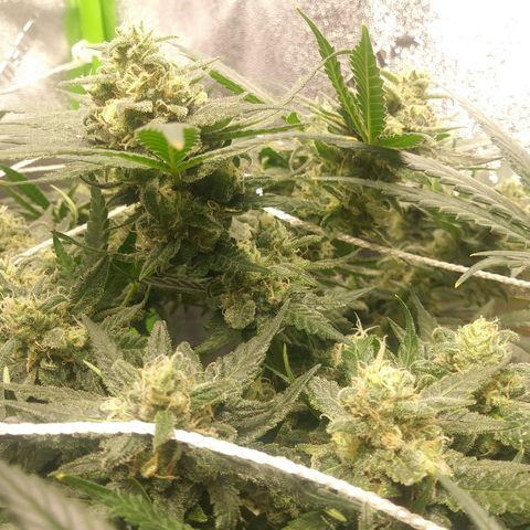 Green Cush growlog timeline photo