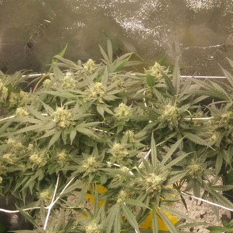 Green Cush growlog timeline photo