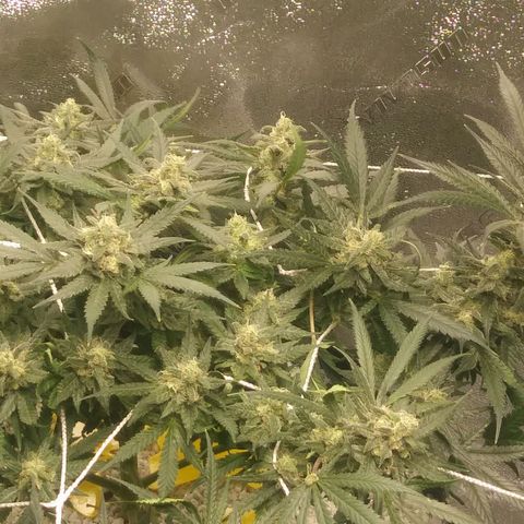 Green Cush growlog timeline photo