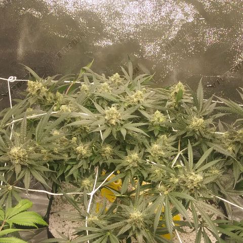 Green Cush growlog timeline photo