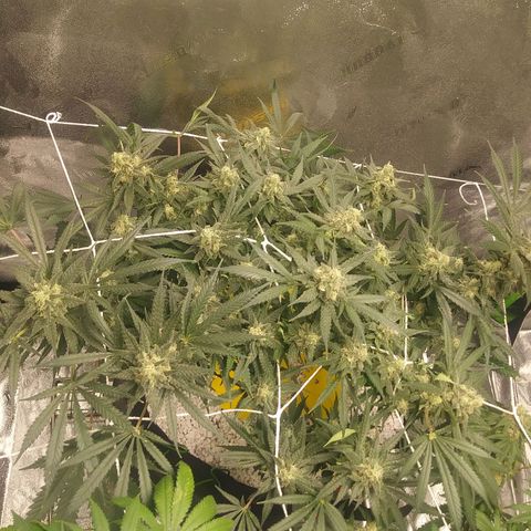 Green Cush growlog timeline photo