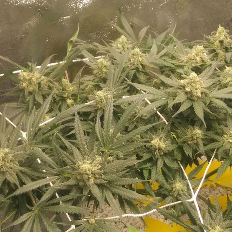 Green Cush growlog timeline photo