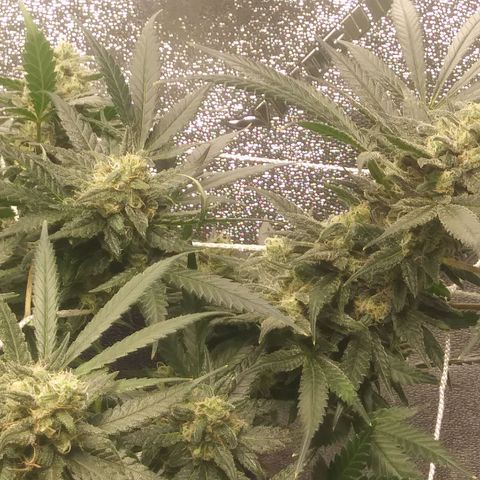 Green Cush growlog timeline photo