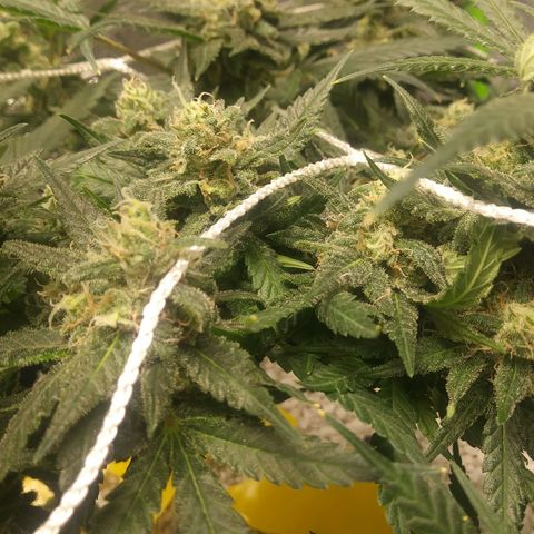 Green Cush growlog timeline photo