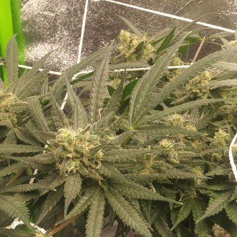 Green Cush growlog timeline photo