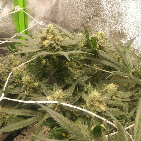 Green Cush growlog timeline photo
