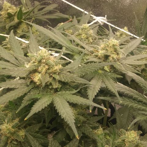 Green Cush growlog timeline photo