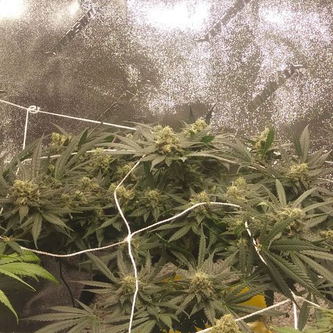 Green Cush growlog timeline photo