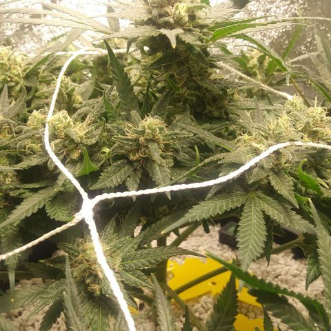 Green Cush growlog timeline photo