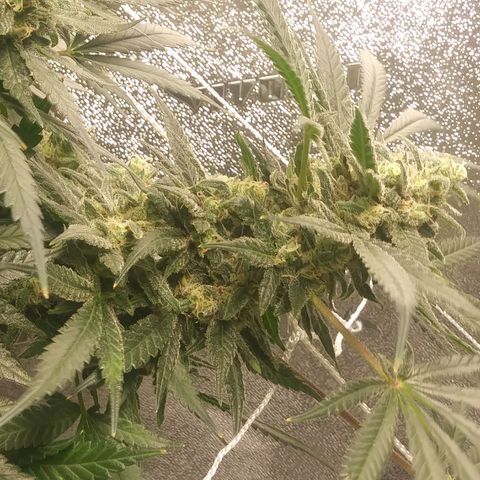 Green Cush growlog timeline photo