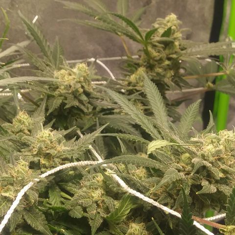 Green Cush growlog timeline photo