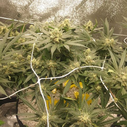 Green Cush growlog timeline photo