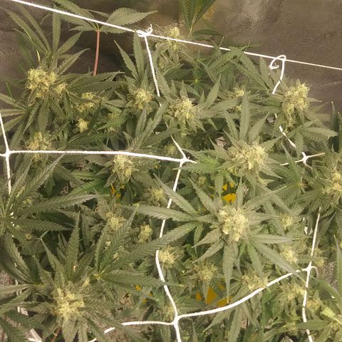 Green Cush growlog timeline photo