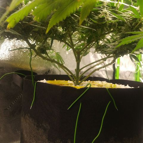 Green Cush growlog timeline photo