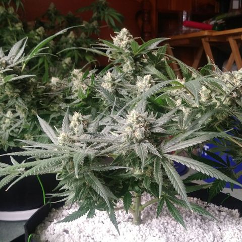 Green Cush growlog timeline photo