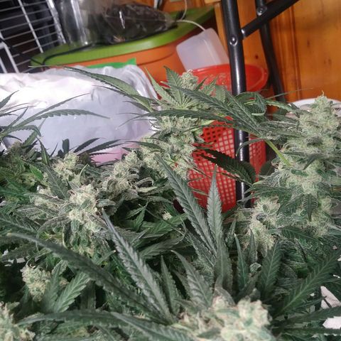 Green Cush growlog timeline photo