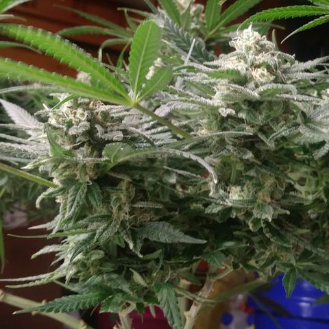Green Cush growlog timeline photo