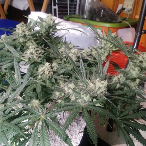 Green Cush growlog timeline photo