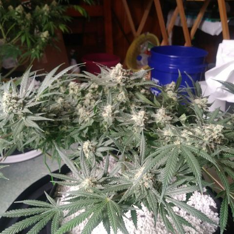 Green Cush growlog timeline photo