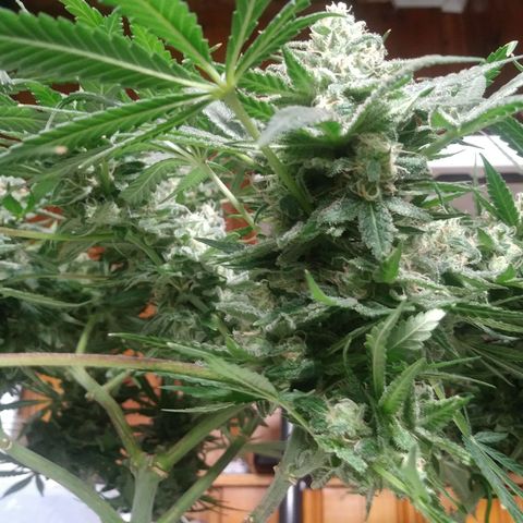 Green Cush growlog timeline photo