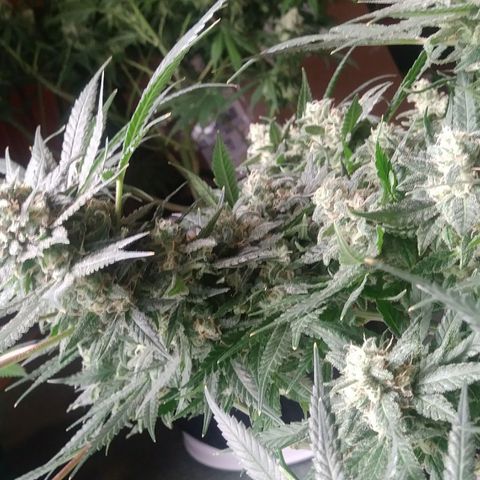 Green Cush growlog timeline photo