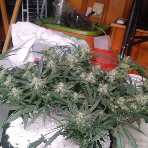 Green Cush growlog timeline photo