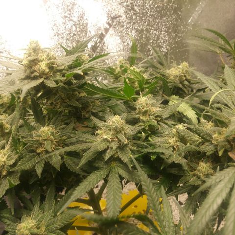 Green Cush growlog timeline photo