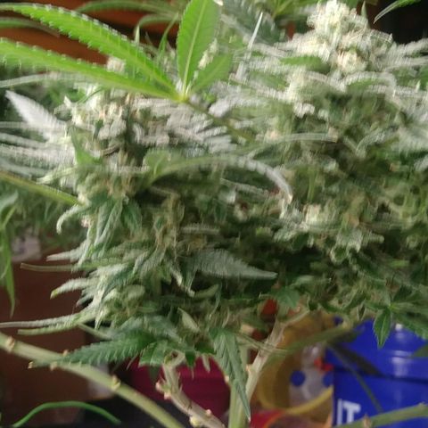 Green Cush growlog timeline photo
