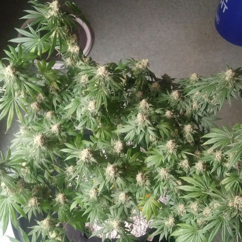 Pineapple Express growlog timeline photo