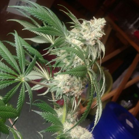 Pineapple Express growlog timeline photo