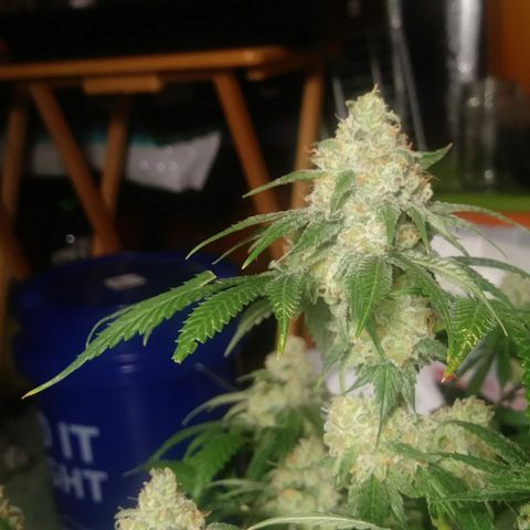Pineapple Express growlog timeline photo