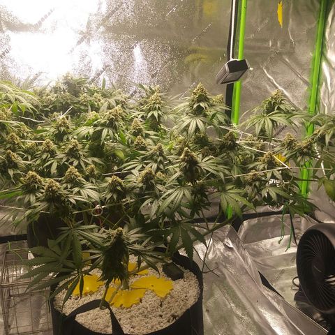 Pineapple Express growlog timeline photo